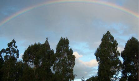 new zealand rainbow