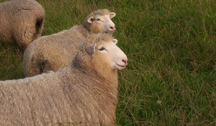 New Zealand Sheep 16334 new zealand sheep