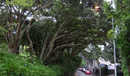 new zealand trees city street