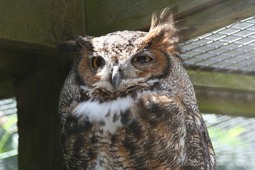 Owl Skiing 16088 None