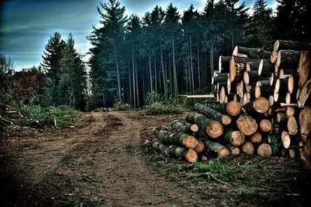 Forest Fights