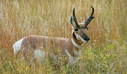 May 09 Dayhikes Midwest Safari 445x260 17404 may 09 dayhikes midwest safari 445x260