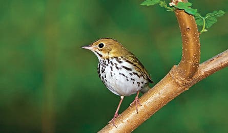 may 09 overbird 445x260