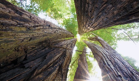 May 09 West Biggest Redwoods 445x260 17382 may 09 west biggest redwoods_445x260