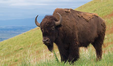 august 09 natural wonders bison 445x260