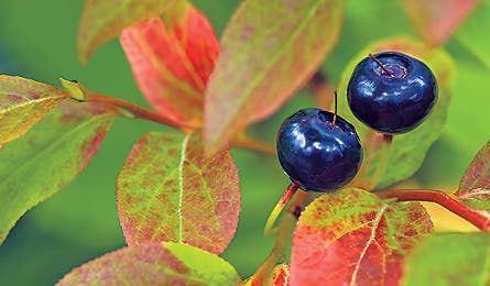 august 09 natural wonders huckleberries 445x260