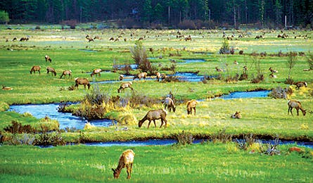 August 09 Rocky Mtn Moraine Park 445x260 18001 august 09 rocky mtn moraine park 445x260