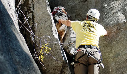 August 09 Yodogs Crevice 445x260 18071 Australian shepherd climbing down a crack