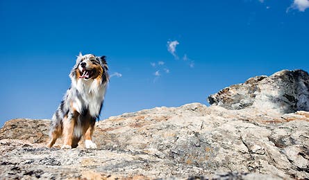 Australian shepherd dog on rocks