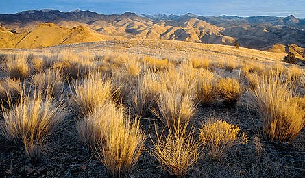 june 09 saved oregon 445x260