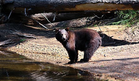 june 09 yosemite bear 445x260 miller