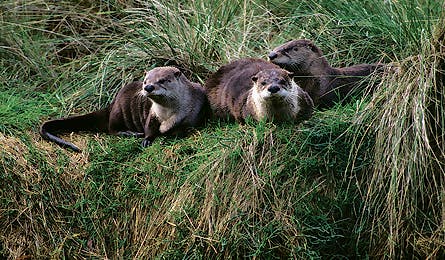 Ripngo Eagle Rock Otters 445x260 17755 ripngo eagle rock otters 445x260