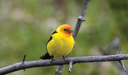 August 09 Spider Glacier Tanager 445x260 17997 august 09 spider glacier tanager 445x260