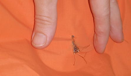 Gear School Slideshow Rip Repair 1 445x260 18263 gear school slideshow rip repair 1 445x260