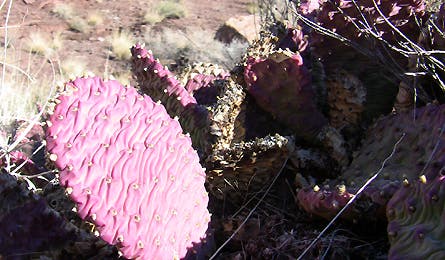 jd slideshow grand canyon 13 445x260