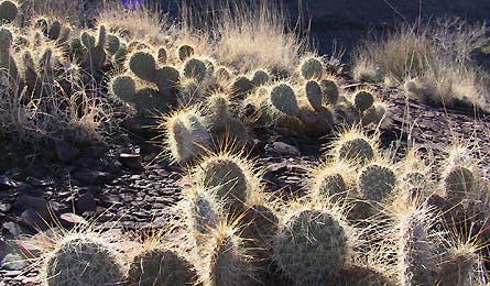 jd slideshow grand canyon 14 445x260