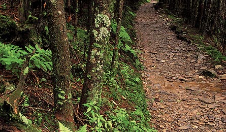 smokies livingtunnel_kevinadams_445x260
