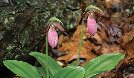0909 Smokies Pink Lady Slippers 445x260 18395 0909 smokies pink lady slippers 445x260