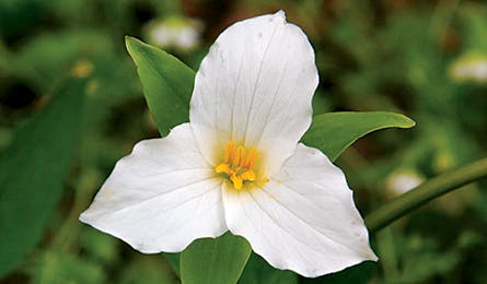 0909 Smokies Porterscreektrail Brianfjorg 445x260.jpg 18402 0909 smokies porterscreektrail_brianfjorg_445x260.jpg