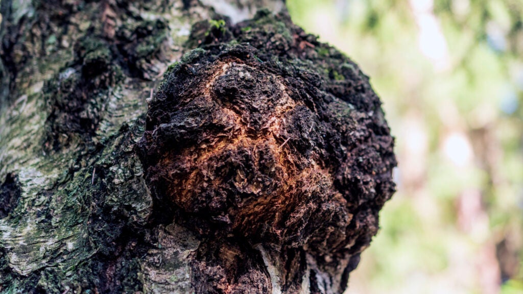 How to Start a Fire With Fungus