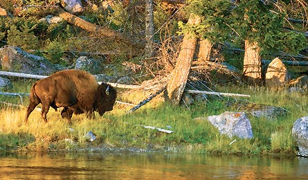 october 09 bison yellowstone yellowstone jesslee 445x260