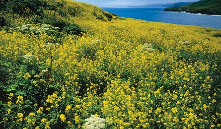 October 09 Coastal Trail 445x260 18737 october 09 coastal trail 445x260