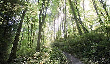 October 09 Forest Park 445x260 18731 october 09 forest park 445x260