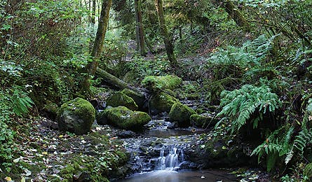 October 09 Lower Macleay Park 445x260 18732 october 09 lower macleay park 445x260