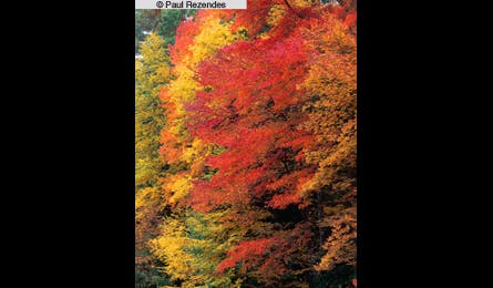 Slideshow Paul Rezendes Final 2 445x260 18962 slideshow paul rezendes final 2 445x260