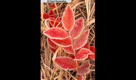 slideshow paul rezendes final 3 445x260