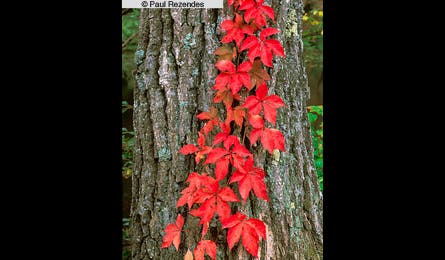 slideshow paul rezendes final 7 445x260