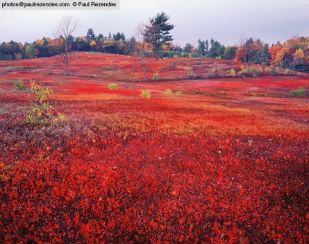 Slideshow Paul Rezendes Final 8 445x260 18968 slideshow paul rezendes final 8 445x260
