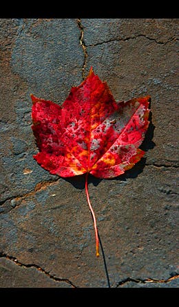 slideshow reader fall photo 14 445x260