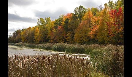 Slideshow Reader Fall Photo 2 445x260 19046 slideshow reader fall photo 2 445x260