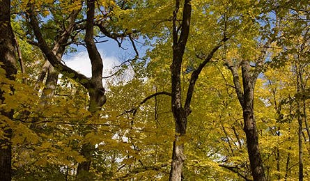 slideshow reader fall photo 6 445x260