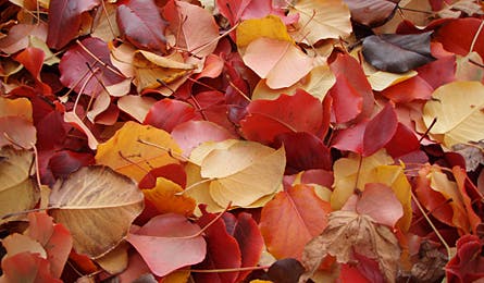 Slideshow Reader Fall Photo 9 445x260 19053 slideshow reader fall photo 9 445x260