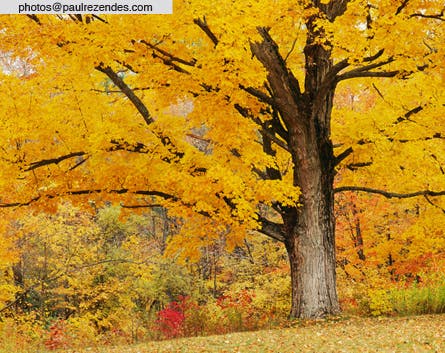 User-Contributed Media 18925 None