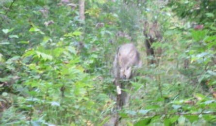 User-Contributed Media 19017 None