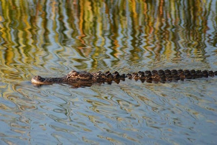 12 Alligator Contest Paul Strauss None