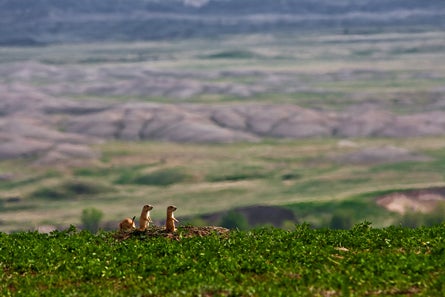 5 Badlands NP Contest Erik Unger None