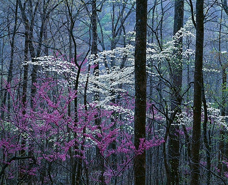 6 Red River Gorge KY Contest Tim Ferrara None
