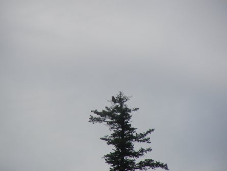 16 Can you spot the eagle Ted Alvarez None