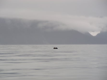 5 A Distant sea otter enjoys a snack Ted Alvarez None