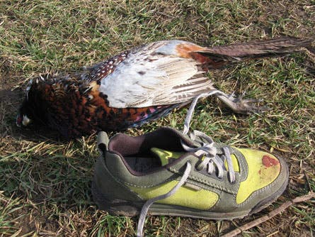 User-Contributed Media 20103 None