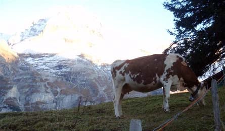 11.Griesalp to Lauterbrunnen None