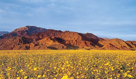 "march 2010 natural wonders wildflowers 445x260"