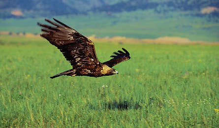 March 2010 Ripngo Soldier Creek Eagle 445x260 22358 march 2010 ripngo soldier creek eagle 445x260