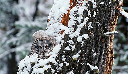 march 2010 ripngo soldier dewey point owl 445x260