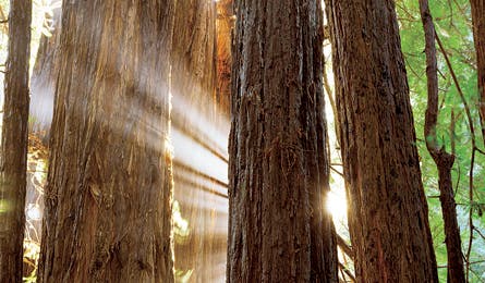 March 2010 The Peak Mt Tam Redwoods 445x260 22404 march 2010 the peak mt tam redwoods 445x260