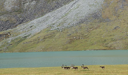 march 2010 harlin chamberlin 6 445x260